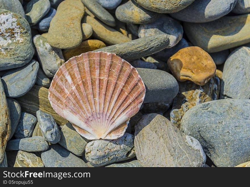 Beautiful pecten shell laying on the rocks. Beautiful pecten shell laying on the rocks