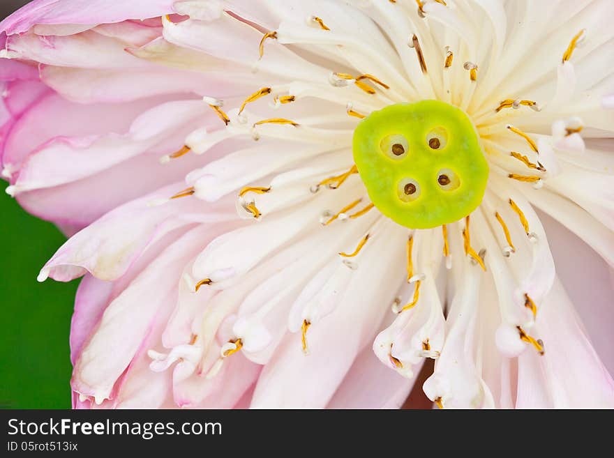 Closeup pink lotus and green