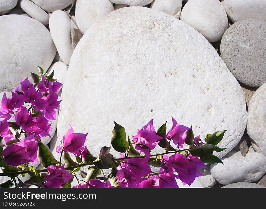 Pebble and flower