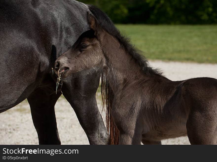 A black foal with its mother.