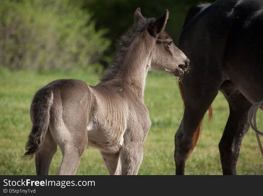 A black foal standing in a field.