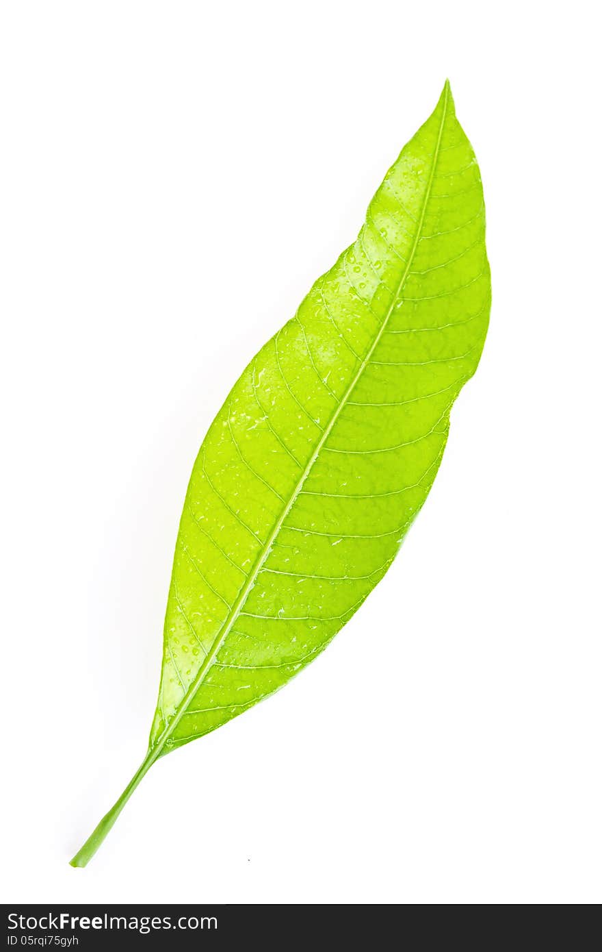 Green leaf isolated on white background