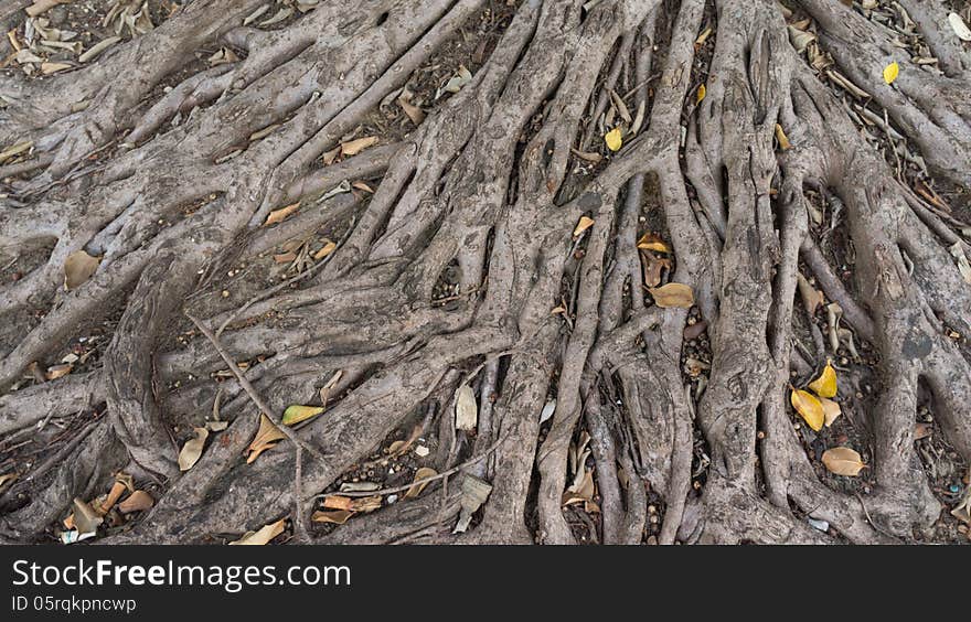 Root plant blackground of old tree