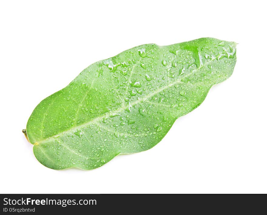 Leaf isolated on white background