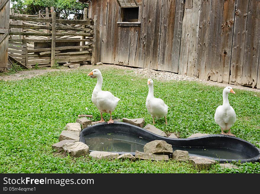 Geese