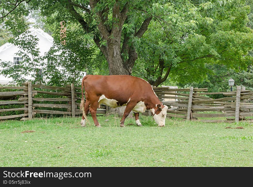 Milk Cow grazing in field. Milk Cow grazing in field