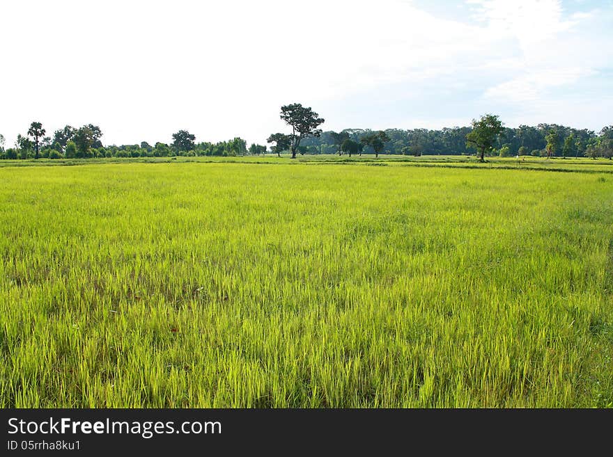 Rice field in the first farm season