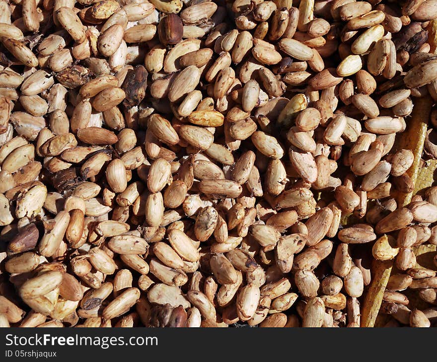 Lots of raw cocoa beans drying in the sun. Lots of raw cocoa beans drying in the sun