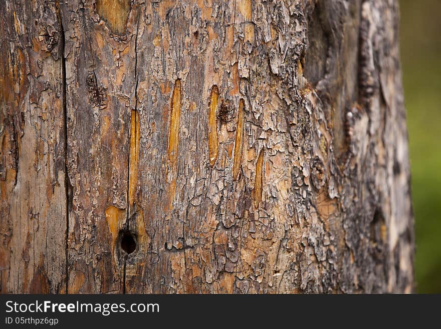 Bear Claw Marking