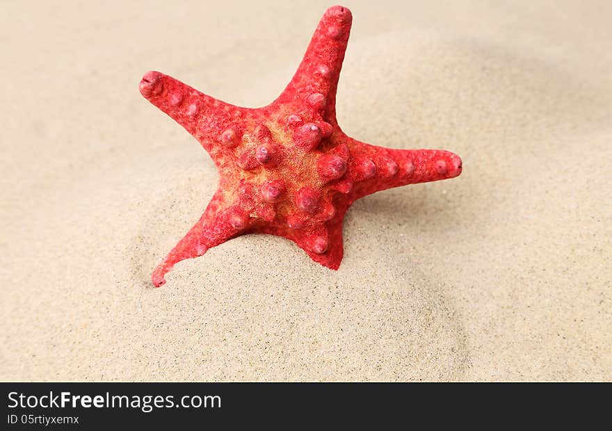 Red starfish on a sand background. Close up.