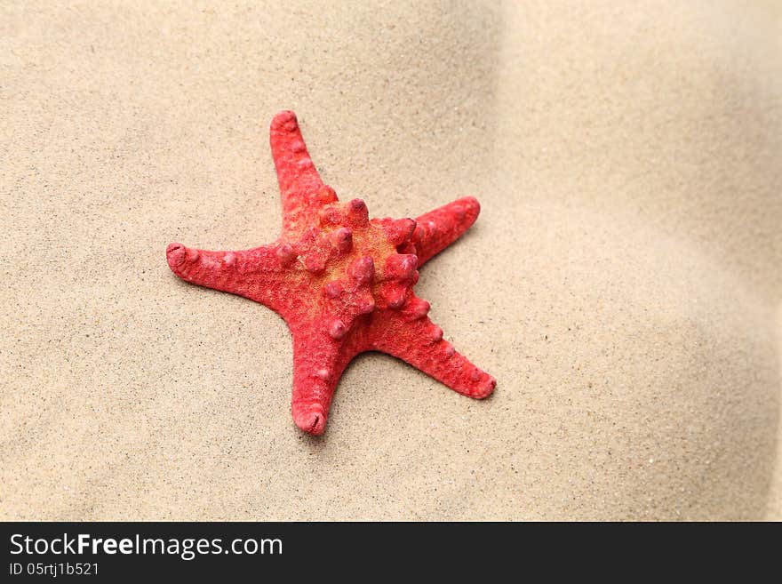 Red starfish on a sand background. Close up.