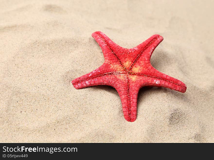 Red starfish on a sand background. Close up.