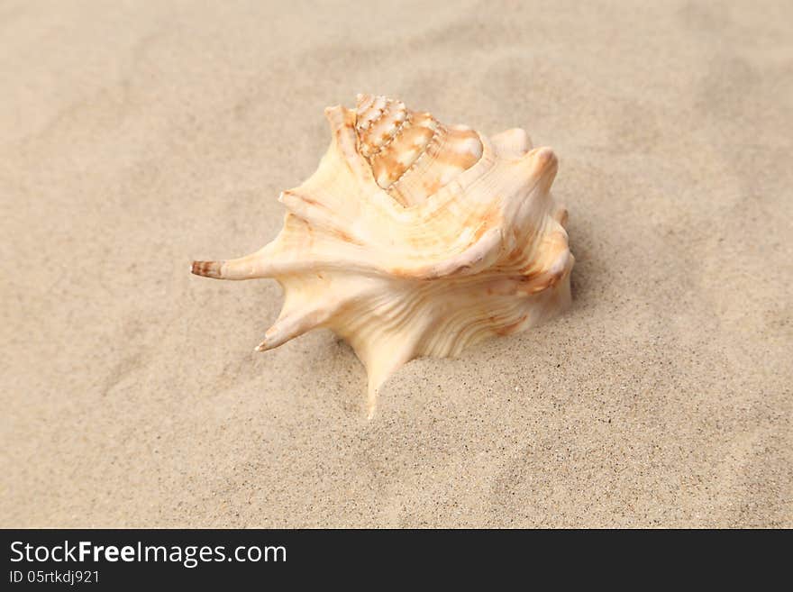 Conch Shell over sand. Sandy background. Close up.