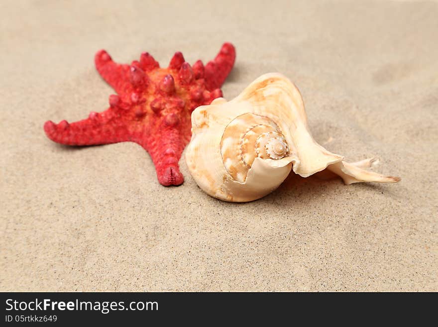 Red starfish and shell on sandy background