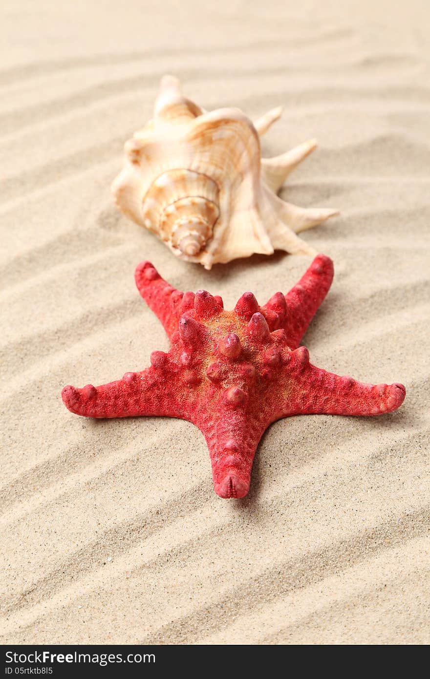 Red starfish and shell on sandy background