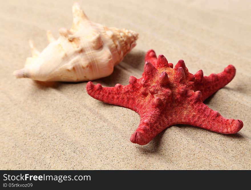 Red starfish and shell on sandy background