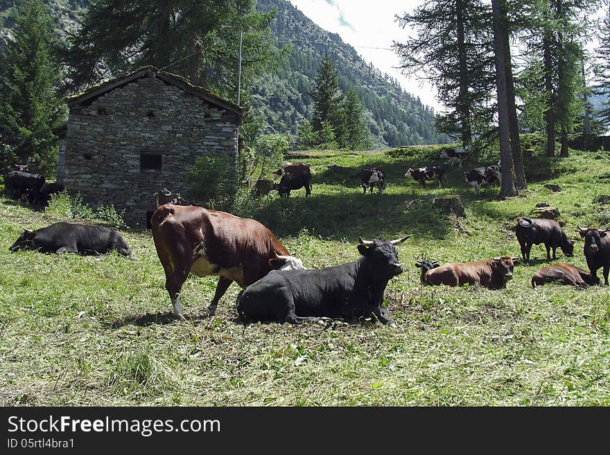 A Herd Of Cows