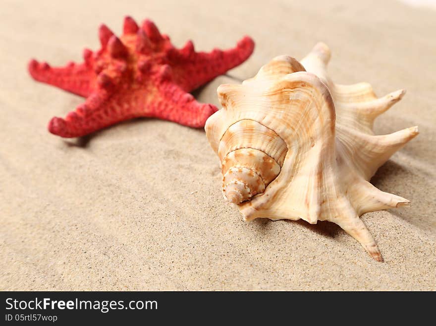 Red starfish and shell on sandy background. See my other works in portfolio.