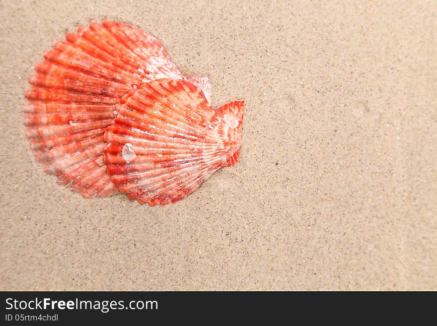 Red shell on a sandy background.