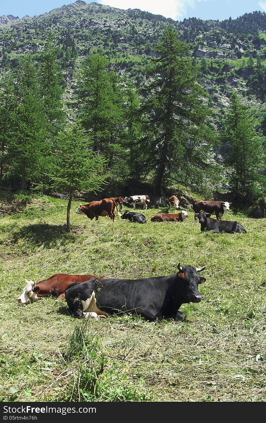 A Herd Of Cows