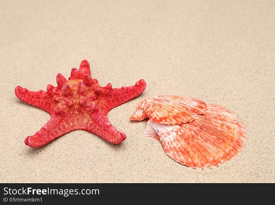 Red starfish and shell on sandy background