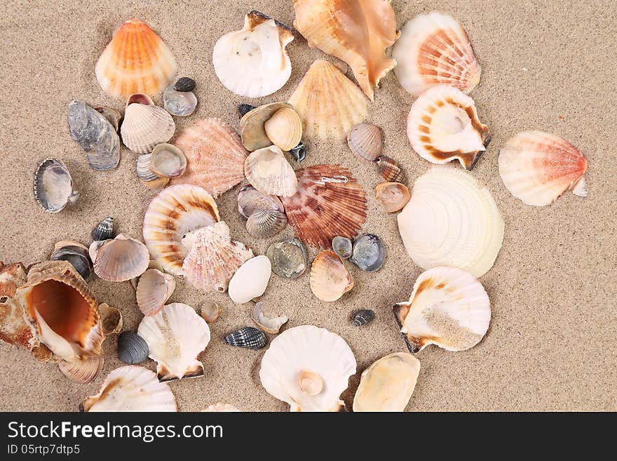 Sea shells on sand as background