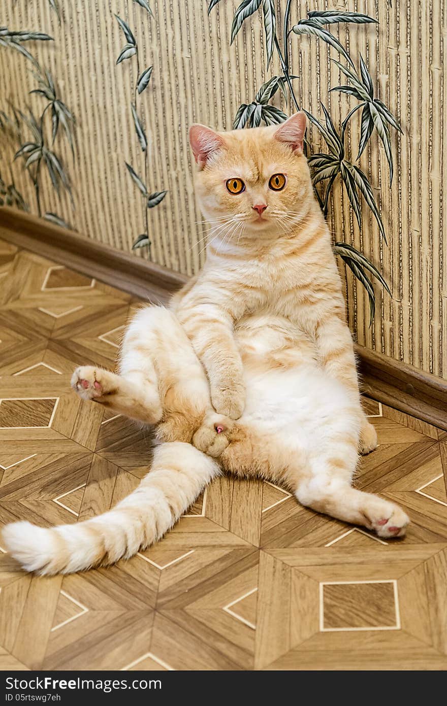 Sitting cat