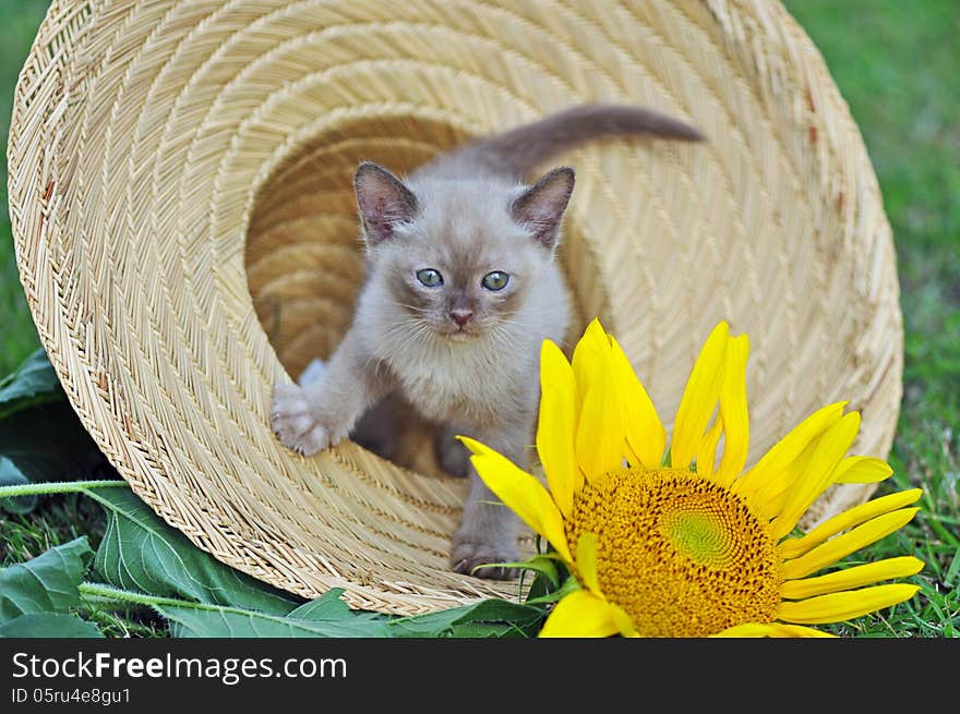 Cute tiny kitten sitting in sun hat & sunflower