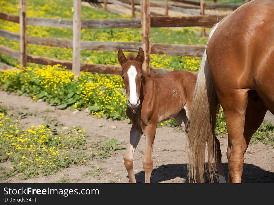 A red foal with a white blaze.