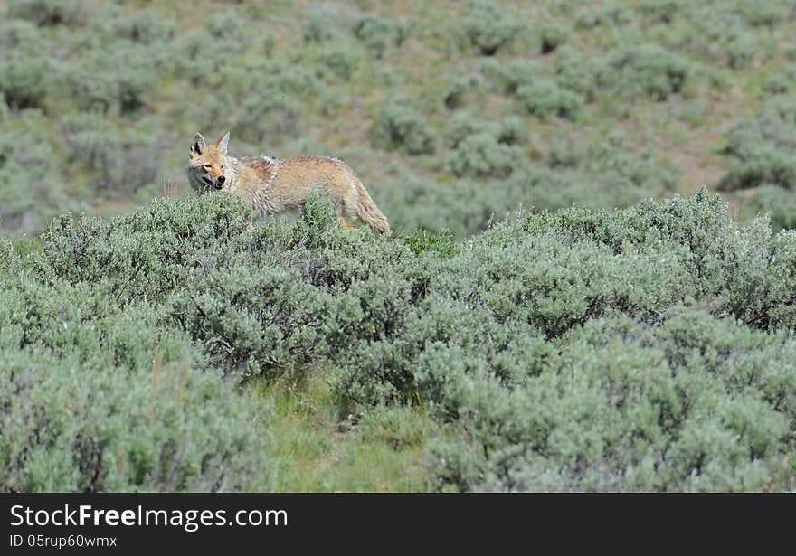 A lone coyote searches for food in Yellowstone National Park. A lone coyote searches for food in Yellowstone National Park.