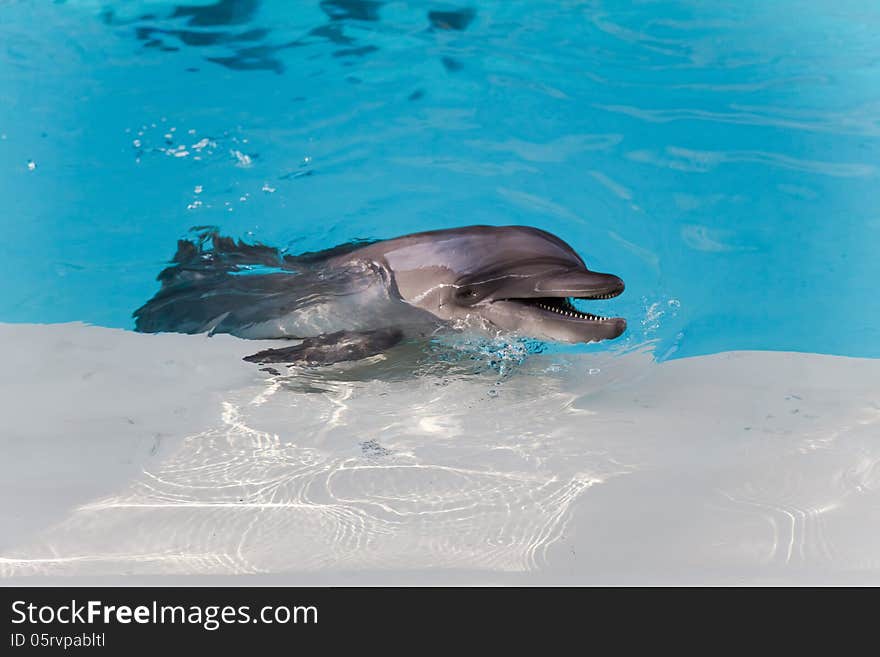 The wet dolphin smiling while laying on the edge of swimming pool. The wet dolphin smiling while laying on the edge of swimming pool