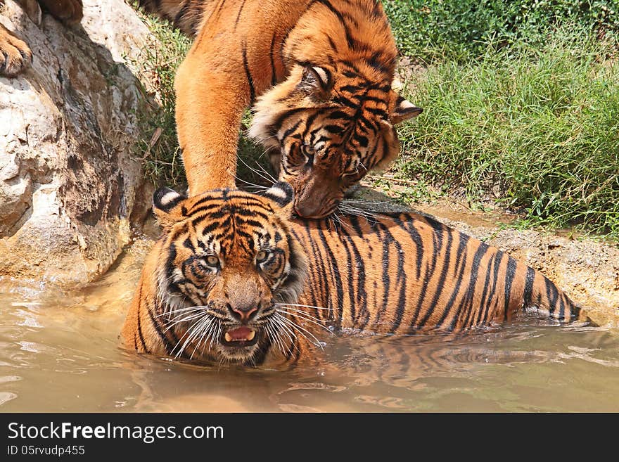 Two Young Male Tigers Play Fighting In Water