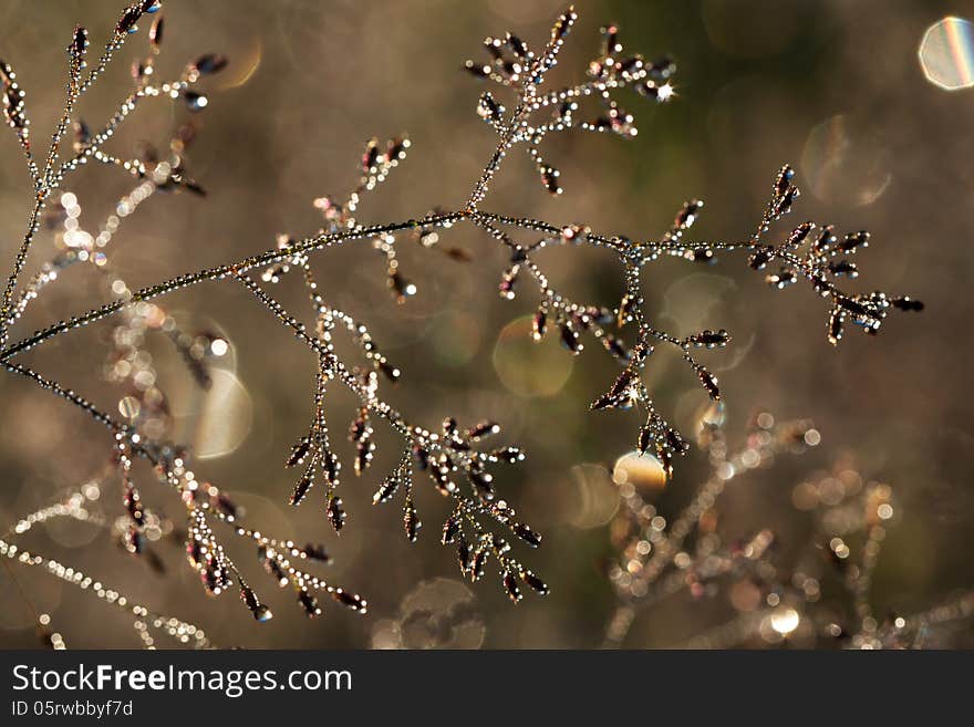 The grass with drops of dew glints in the sun. The grass with drops of dew glints in the sun