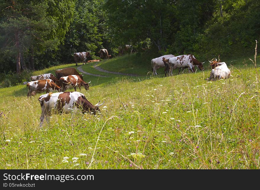 Cattle on pasture