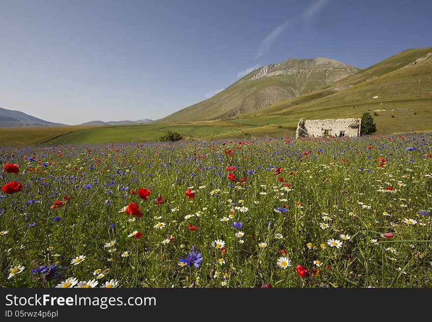 Abandoned House Of Dreams On Flowers Meadow