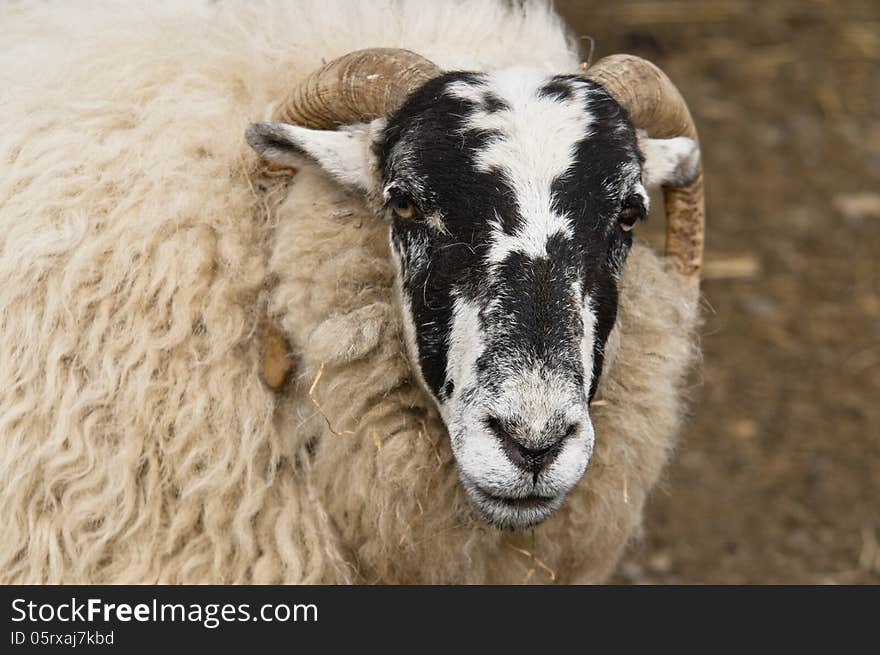 A hairy, black-faced ram. A hairy, black-faced ram