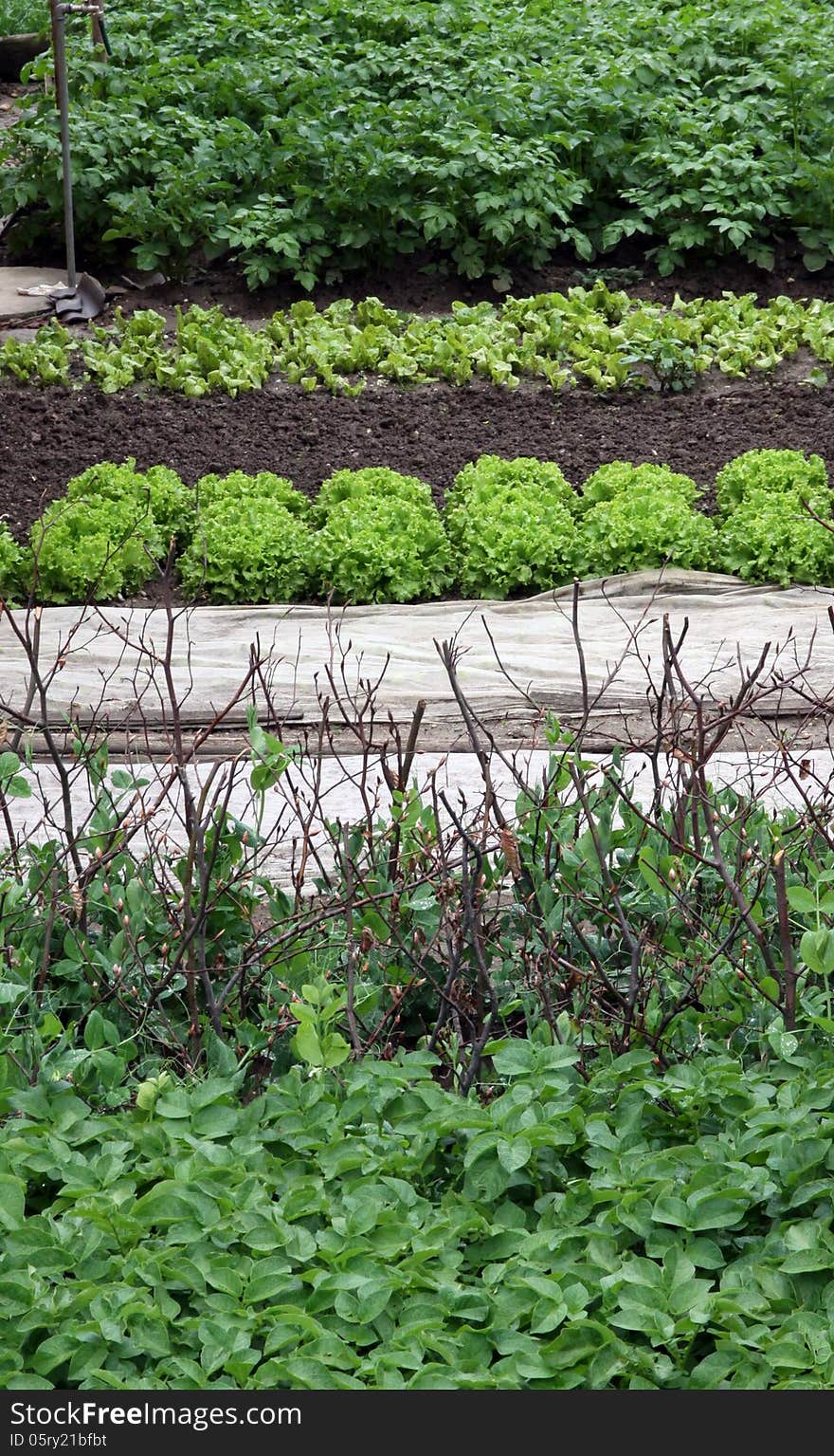 Vegetable garden