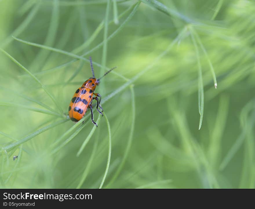 Beetle and its larvae eat up leaves and stalks of asparagus, which dry out the parts of the plants. Beetle and its larvae eat up leaves and stalks of asparagus, which dry out the parts of the plants