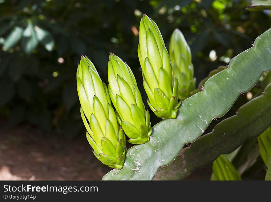 Dragon fruit flowers