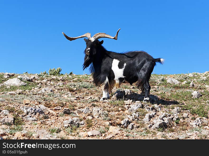 Goat grazing on a rock against the sea. Goat grazing on a rock against the sea