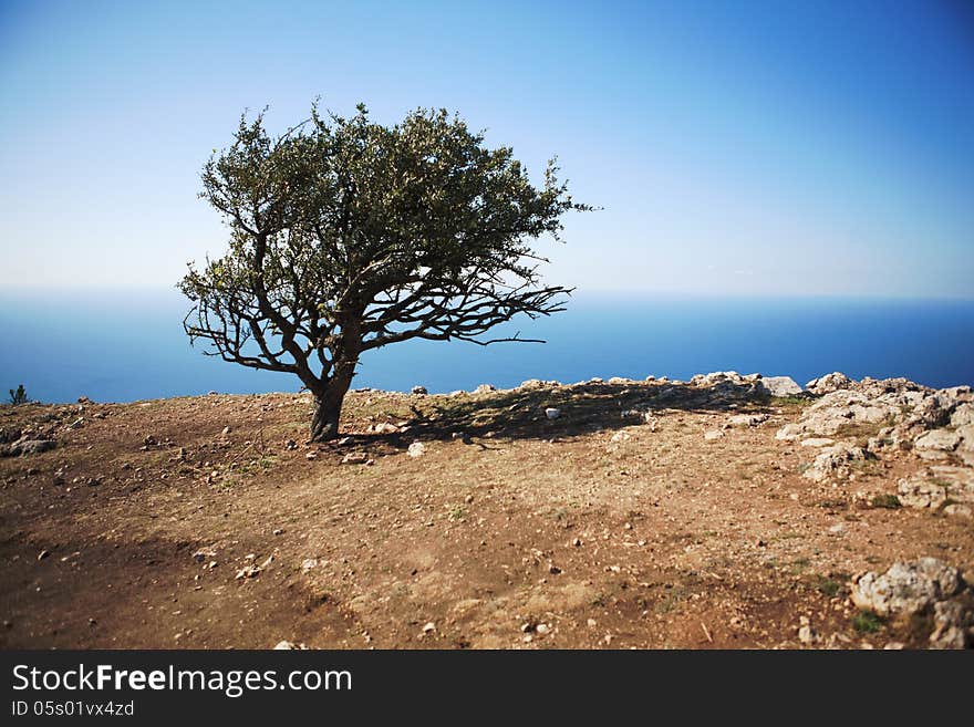 Lonely tree against the sea