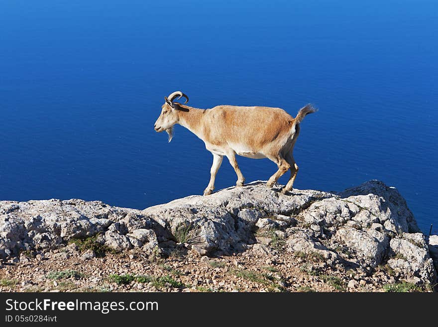 Goat grazing on a rock against the sea. Goat grazing on a rock against the sea