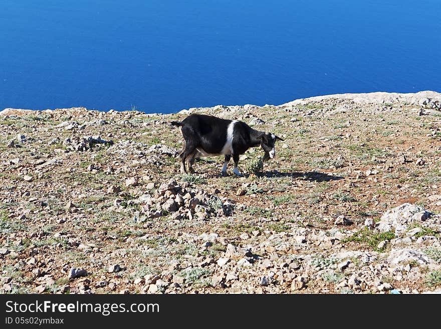 Goat grazing on a rock against the sea. Goat grazing on a rock against the sea