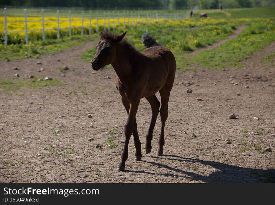 A brown foal walking.