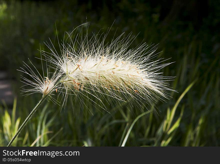 Decorative ear of cereal Pennisetum alopetsuroides