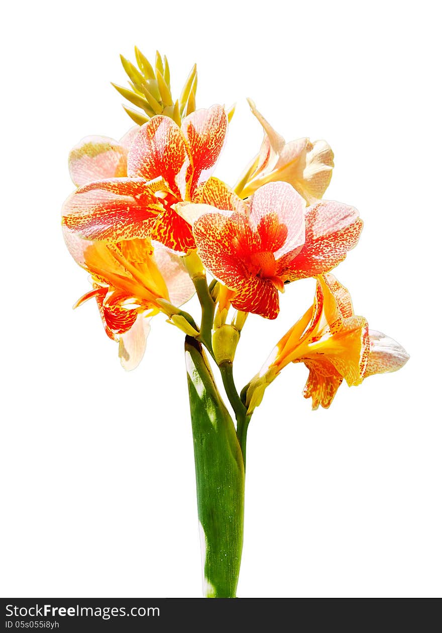 Beautiful Orange Flower Of Blooming Canna Close Up