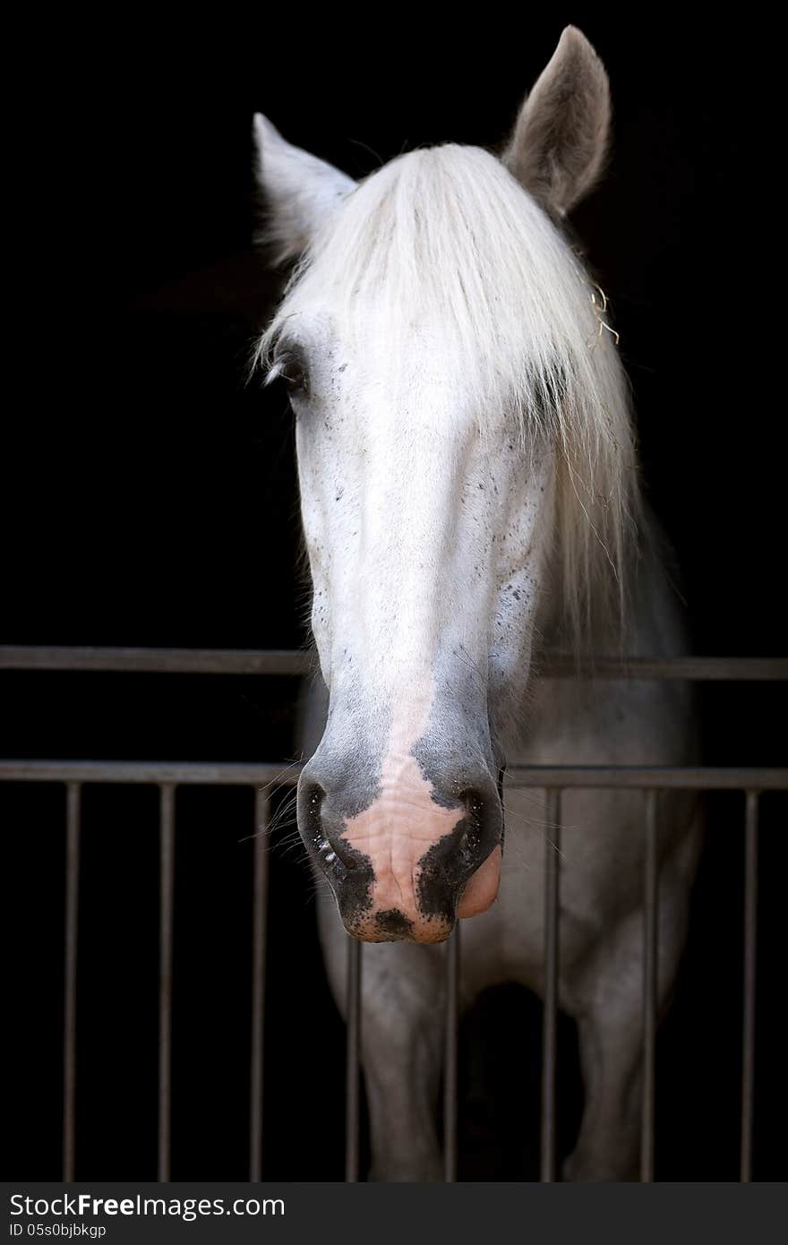 Beautiful white horse, standing, vertical portrait