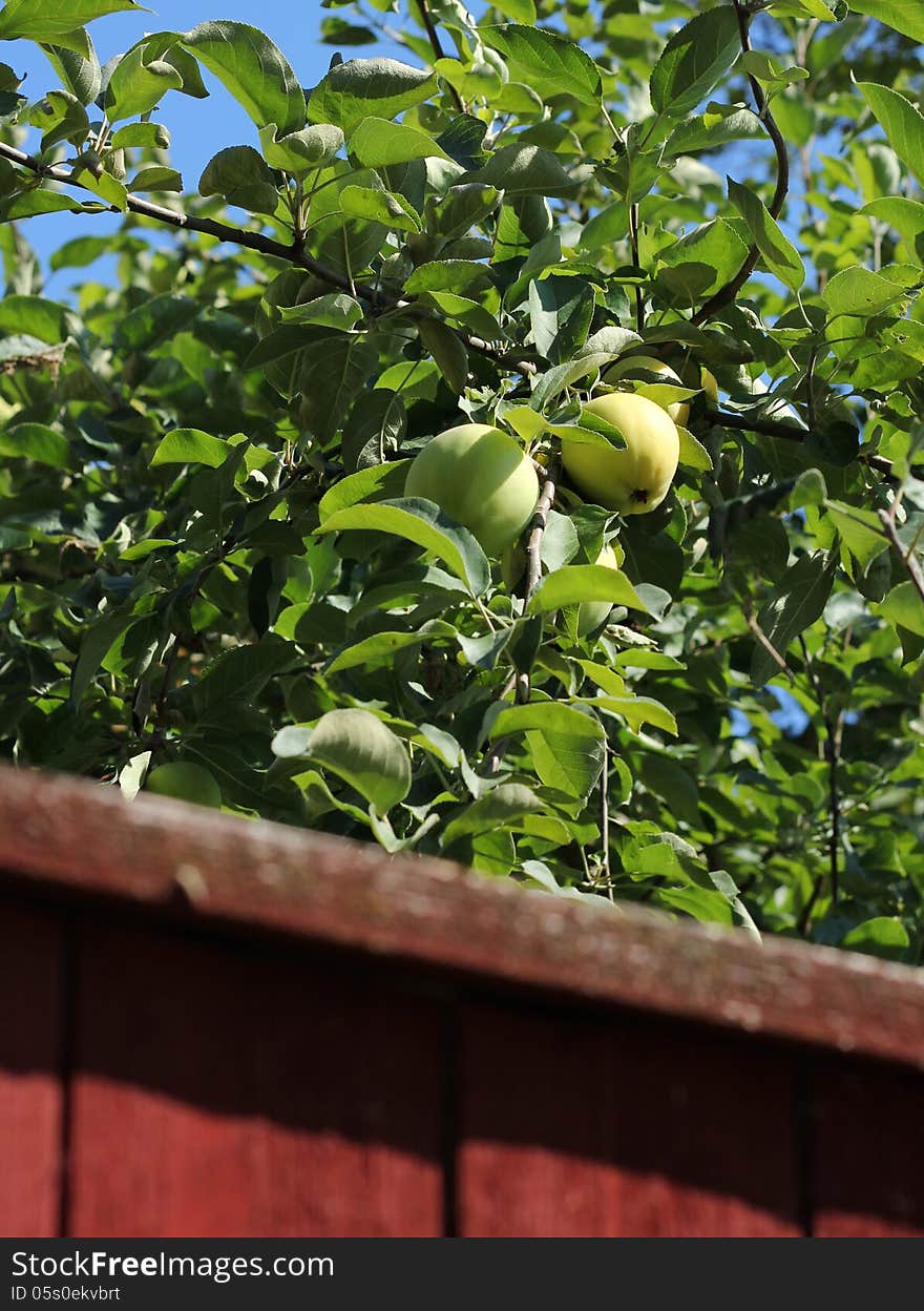 Green apples behind garden fence