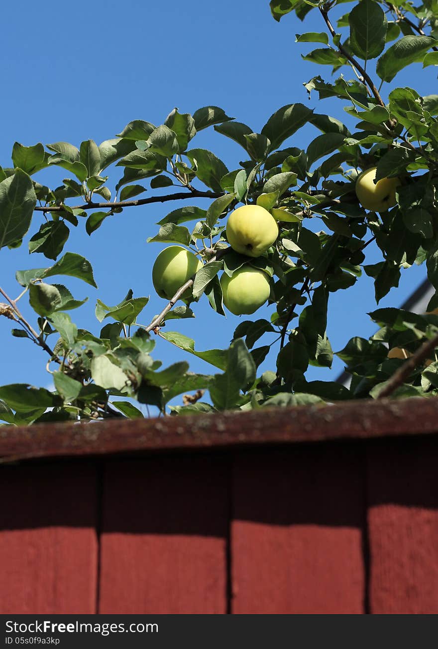 Green Apples Behind Garden Fence