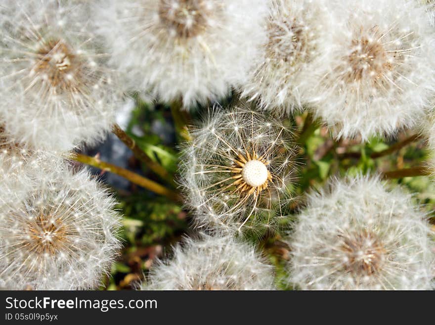 Group of seeding dandelions , upper view